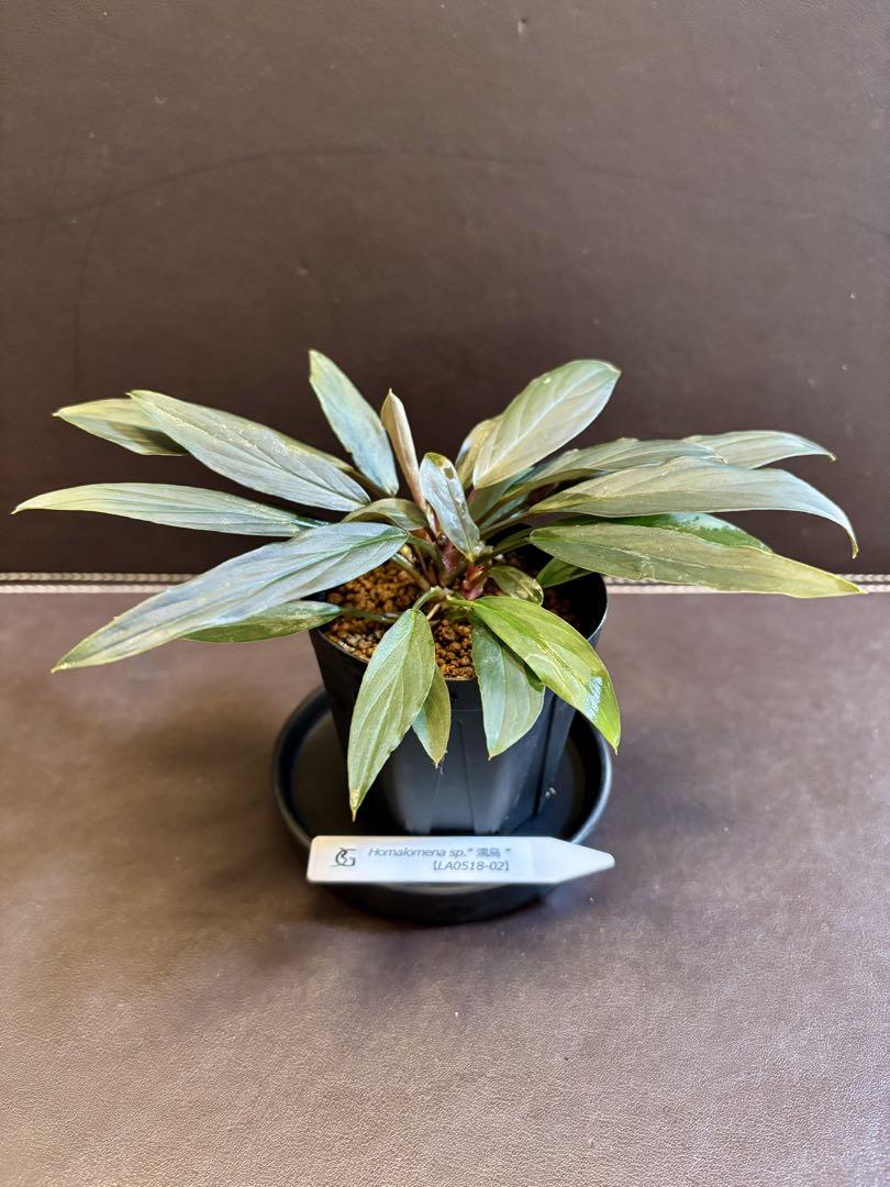 Homalomena sp.“濡烏” 【LA0518-02】 Homalomena sp. “濡烏” Riau sumatera【LA0518-02】LA便