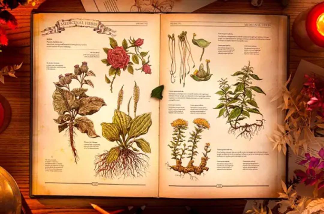 The Book 繊細で美しい絵を満載した大人の図鑑 未開封 日本語版 The Book 繊細で美しい絵を満載した大人の図鑑 未開封 日本語版