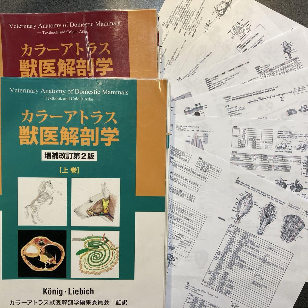 【期間限定】獣医解剖学 上下巻＋国試まとめ(解剖学)12ページ 期間限定】獣医解剖学 上下巻＋国試まとめ(解剖学)12ページ