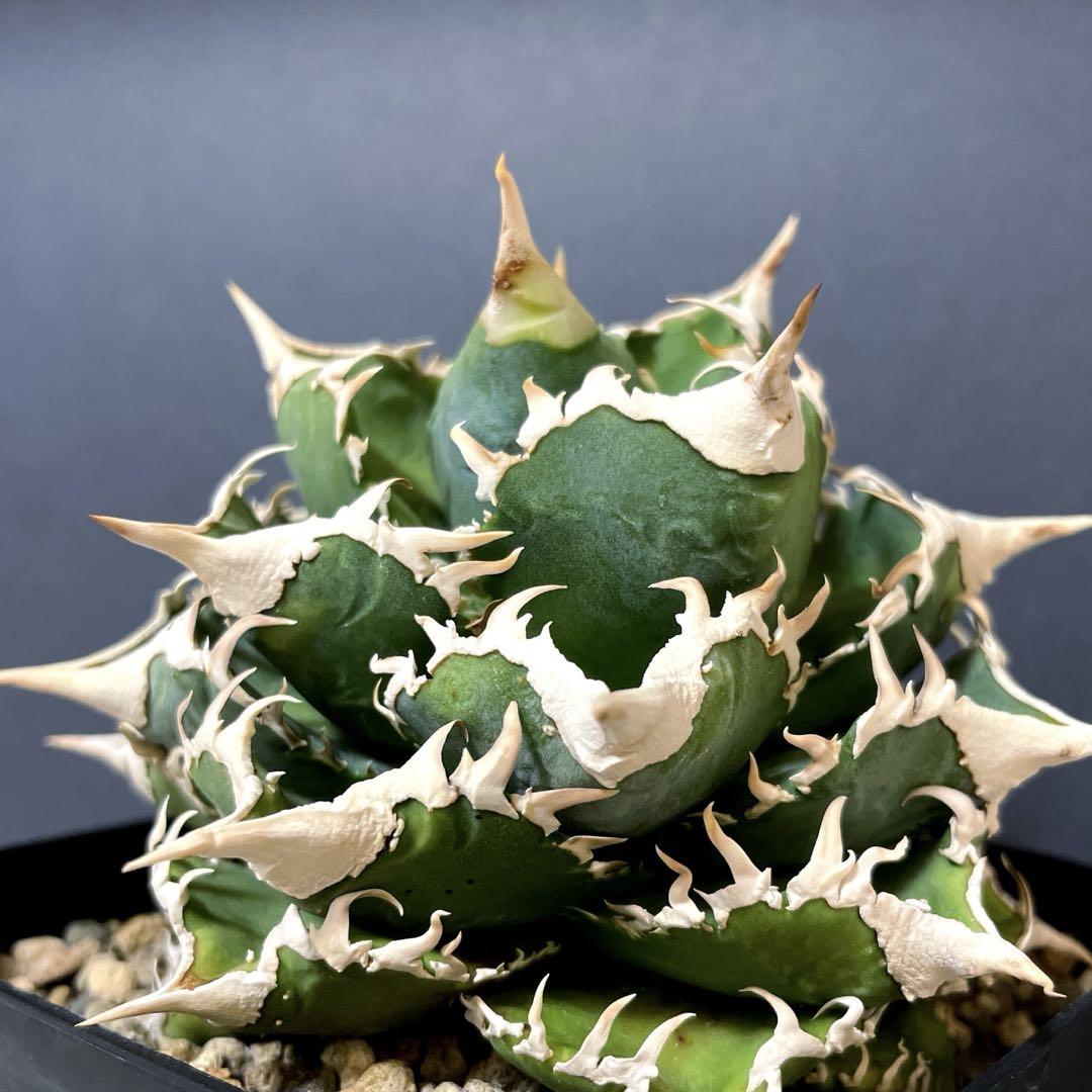 lize産　アガベ　清櫻　コンパクト　子株　④ agave アガベ 高級品種 清桜 清櫻 発根済み子株 | Lucky Summer
