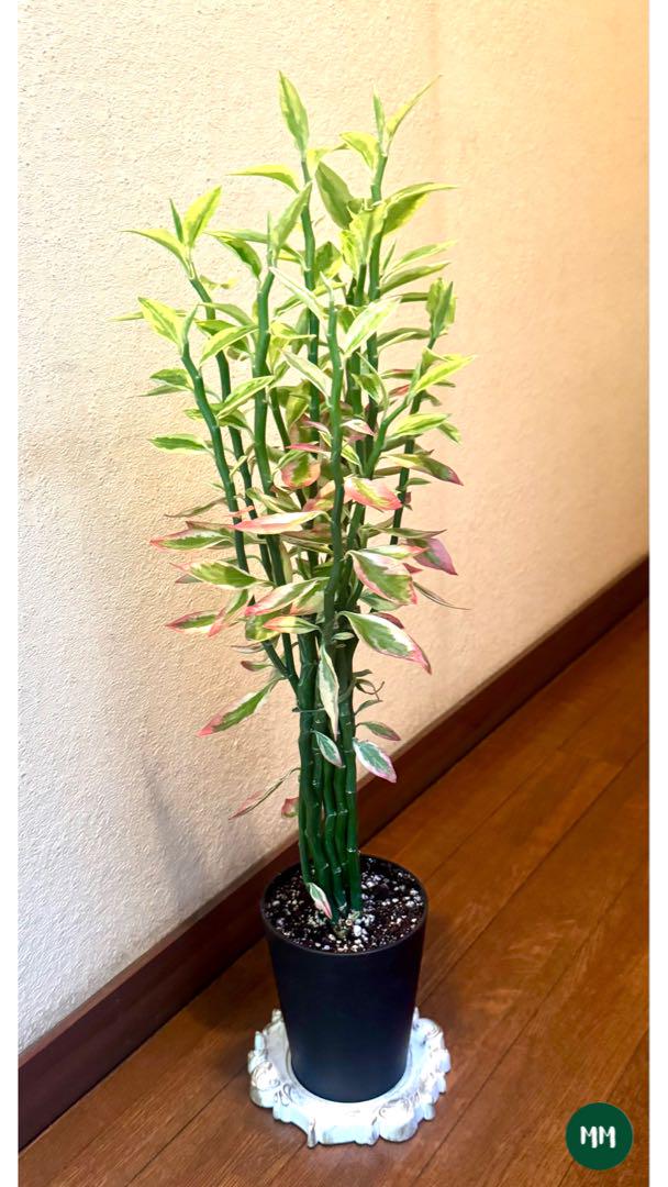 フク様 リクエスト 4点 まとめ商品(苔玉木皿付き)（苔玉の植え