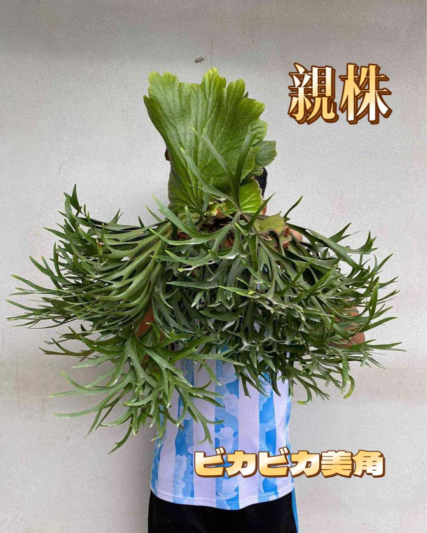 ル*ロ様 【おすすめ】Mt. Kitshakood Thin&Dwarf ビカク ビカクシダPlatycerium mt.kitshakood thin form