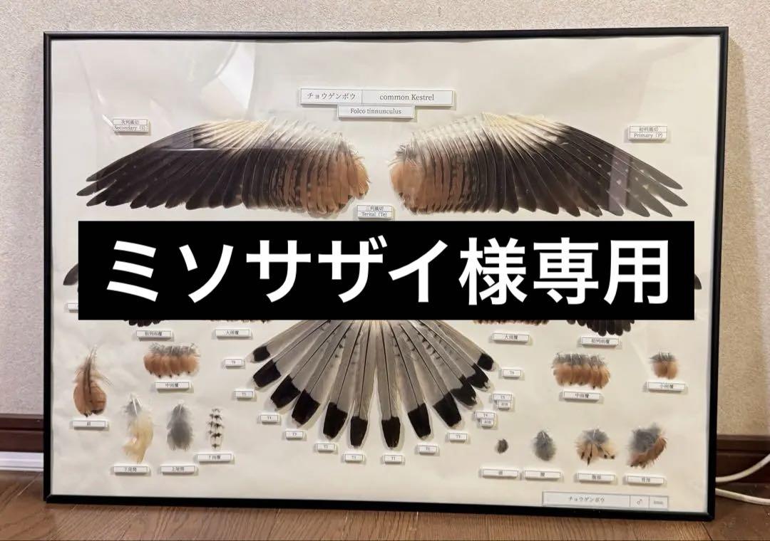 【ミソサザイ】 チョウゲンボウの羽標本 ミソサザイ様専用】 チョウゲンボウの羽標本（三鷹市