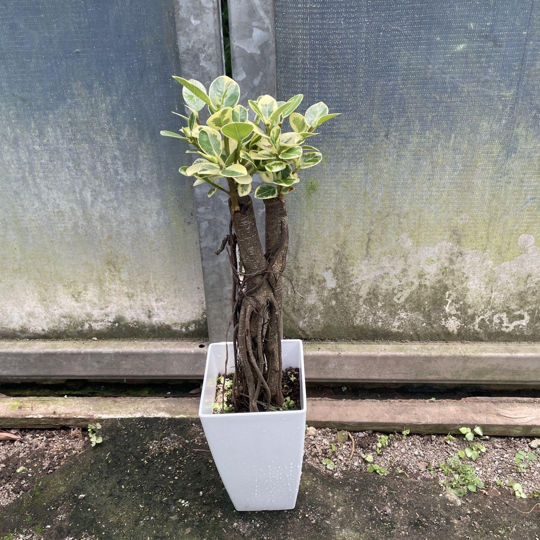 斑入りパンダガジュマル 希少 6号 （棚卸セール]ガジュマル