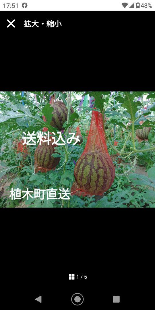 植木町産 空宙栽培スイカ 2個 専用箱入り 3L2玉セット（熊本市