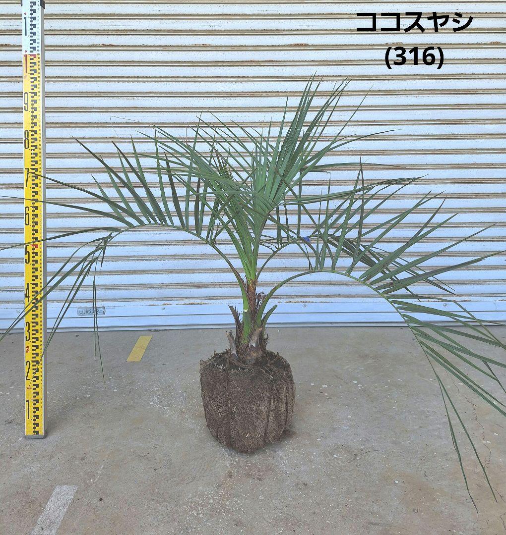 ココスヤシ　(318)　※スーパーシルバーリーフ 送料込み ココスヤシ シルバーリーフ 庭木 庭 鉢植え、新築等に