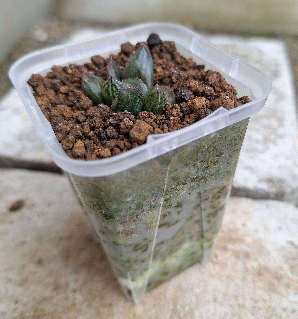森*カ様 ナイルの一滴 実生 透明選抜 S1-6 現物 多肉植物 ハオルチア ア ハオルチア ナイルの一滴 多肉植物 （23 ナイルの一滴