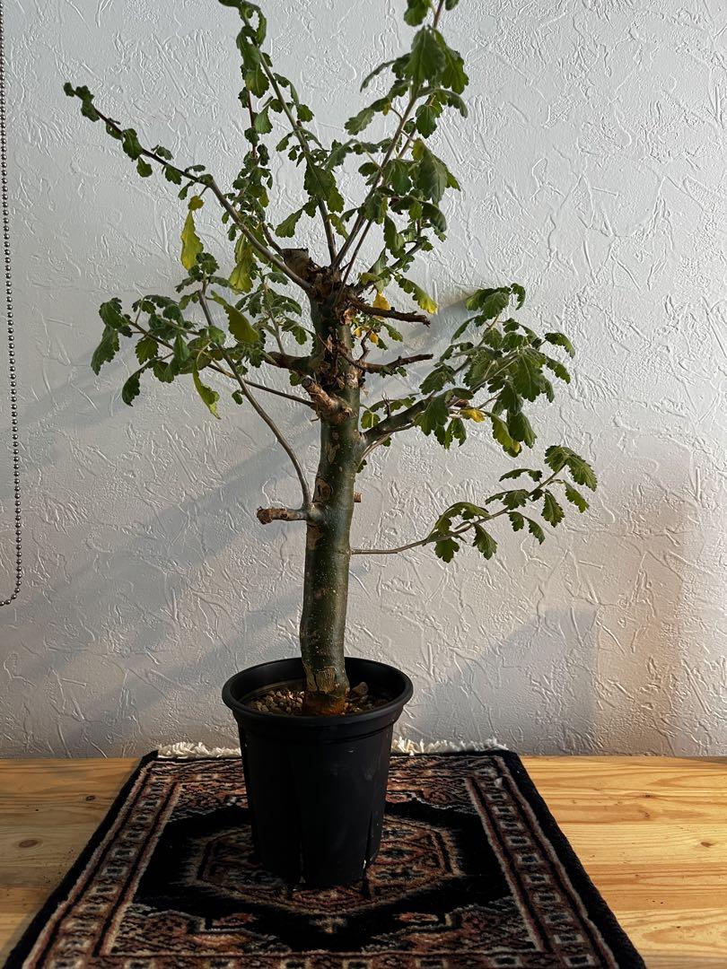 【実生】コミフォラ ミルラ(Commiphora myrrha) コミフォラ ミルラ Commiphora myrrha #コミフォラミルラ