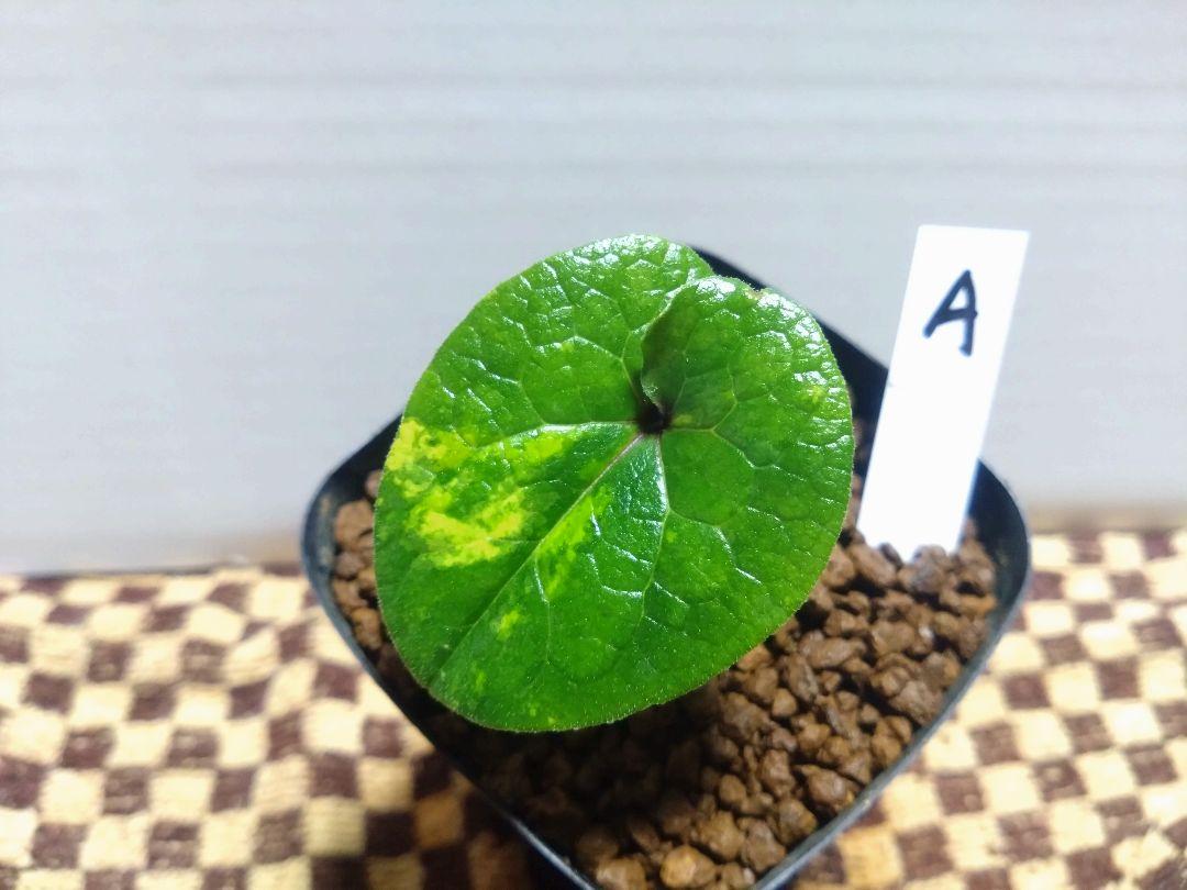 斑入り　カンアオイ　タマノカンアオイ　黄金虫(こがねむし) 斑入り カンアオイ タマノカンアオイ 黄金虫(こがねむし