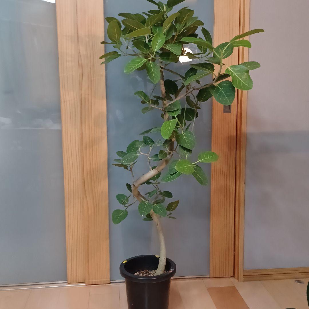 螺旋状ベンガレンシス　8号　140センチ　現品 幹太螺旋◎135cm】 フィカス ベンガレンシス 螺旋 観葉植物 室内