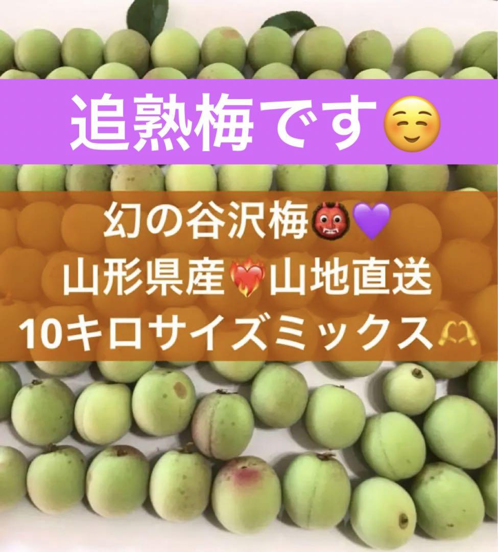 匿名発送】産地直送 山形県産 幻の谷沢梅 10キロ サイズ