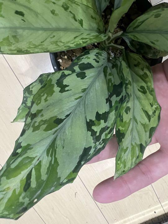 アグラオネマ ピクタム 夢観極彩 千眼葉 （◇Aglaonema pictum