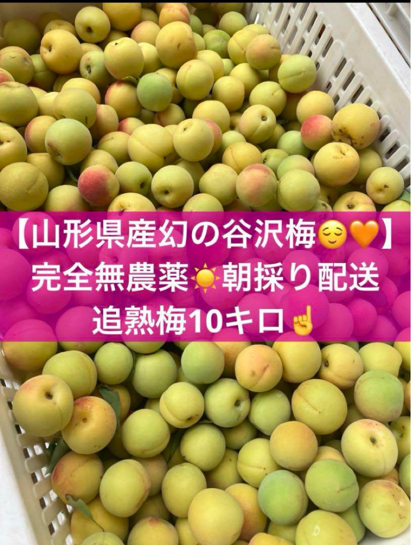 産地直送　山形県産　幻の谷沢梅　青梅　10キロ　梅干し　梅シロップ　梅ジュース 冷凍 梅 南高梅 青梅 梅シロップ 梅酒 通販 ｜みかんの会通販