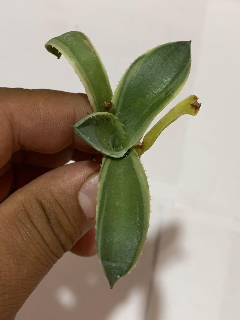 多肉植物アガベ パリー トランカータ オリザバTC子株（アガべ