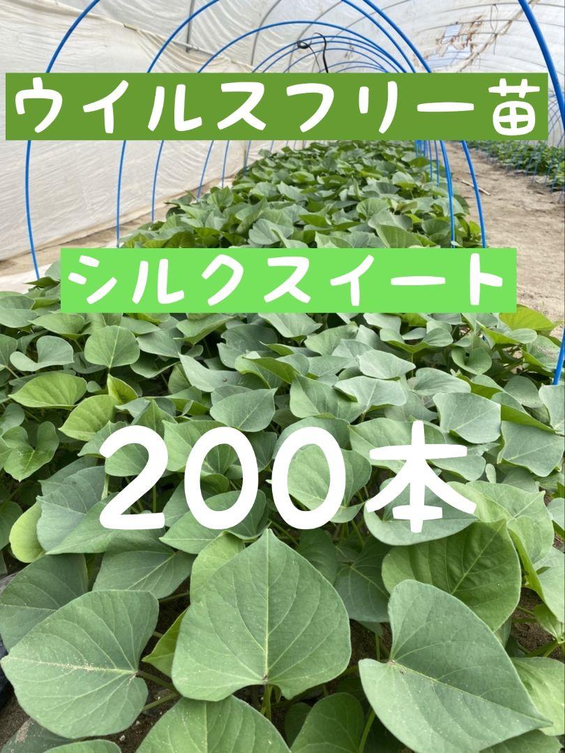 さつまいも苗【シルクスイート２００本】【ウイルスフリー切り苗】 バイオ(ウイルスフリー)苗 シルクスイート PVP登録品種