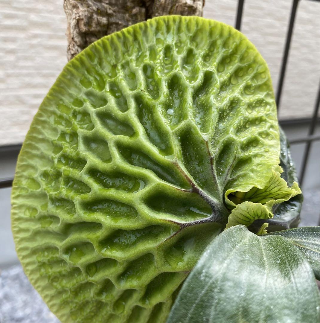 P. Madagascariense マダガスカリエンセ 現地由来株