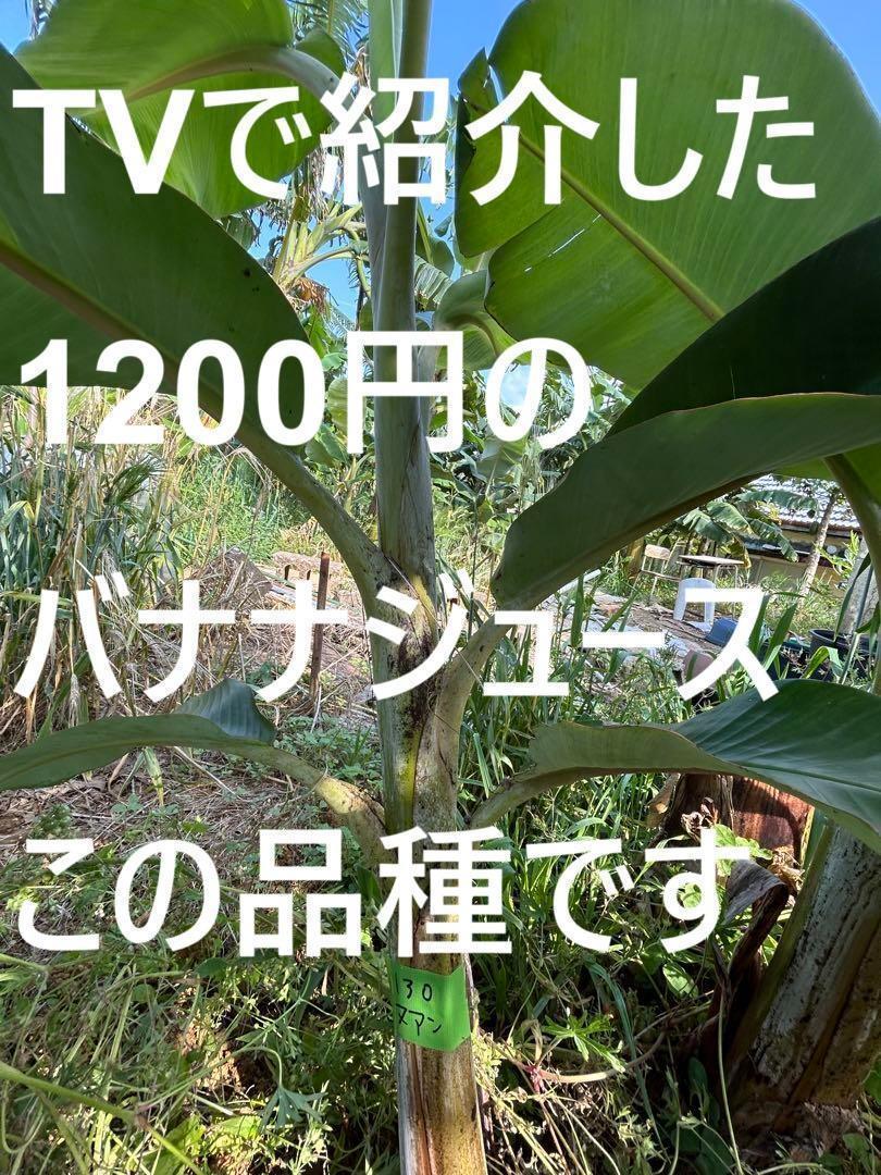 早期開花！２７０㎝準親株◆TV絶賛、高糖度 バナナ◆ドワーフナムワ・ヌアンジュン 早期開花！270㎝準親株◇TV絶賛、高糖度 バナナ◇ドワーフ