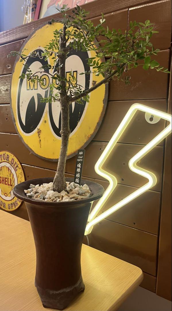 オペルクリカリア ボレアリス 【実生株】 【公式通販】