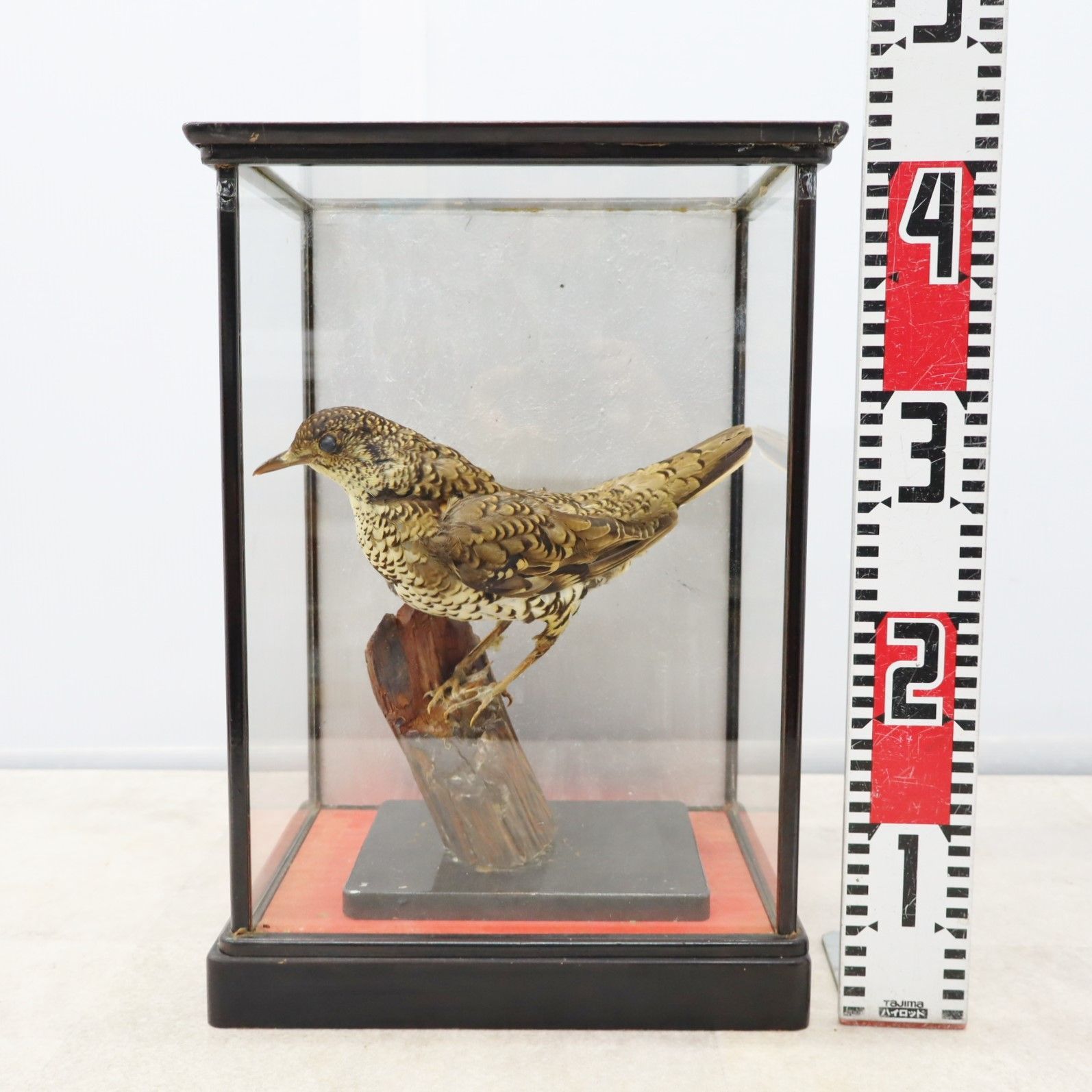 ▽ 直接引き取り歓迎 ｜トラツグミ 野鳥 鳥 剥製 標本
