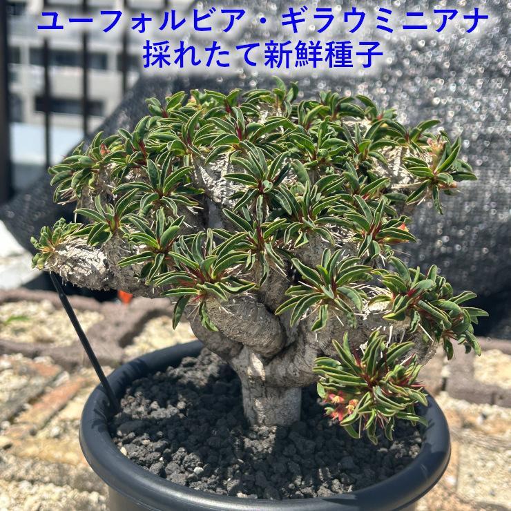Uzee IRON WORKS ユーフォルビア・ギラウミニアナ種子 Uzee IRON WORKS様専用 ユーフォルビア・ギラウミニアナ種子