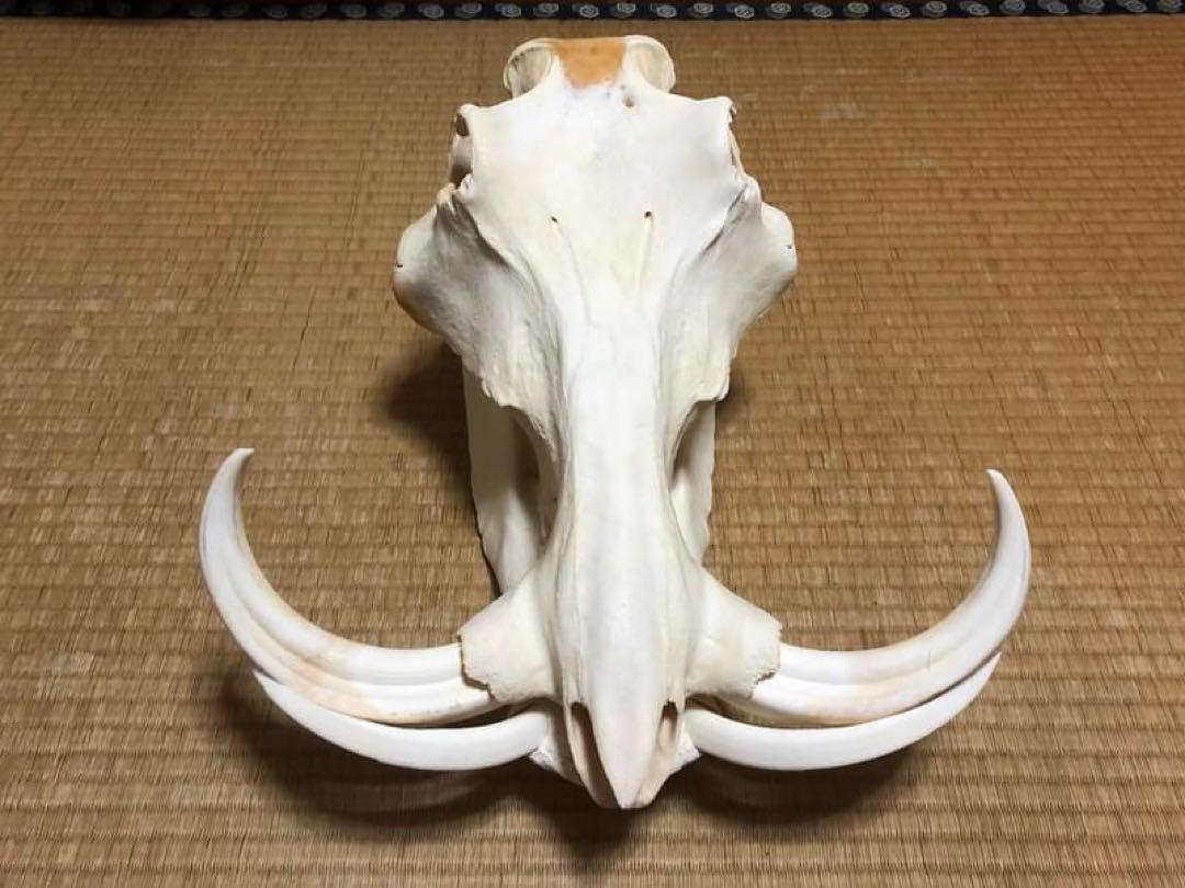 イボイノシシの老成獣の頭骨 イボイノシシの老成獣の頭骨 （イノシシ、かく生きる