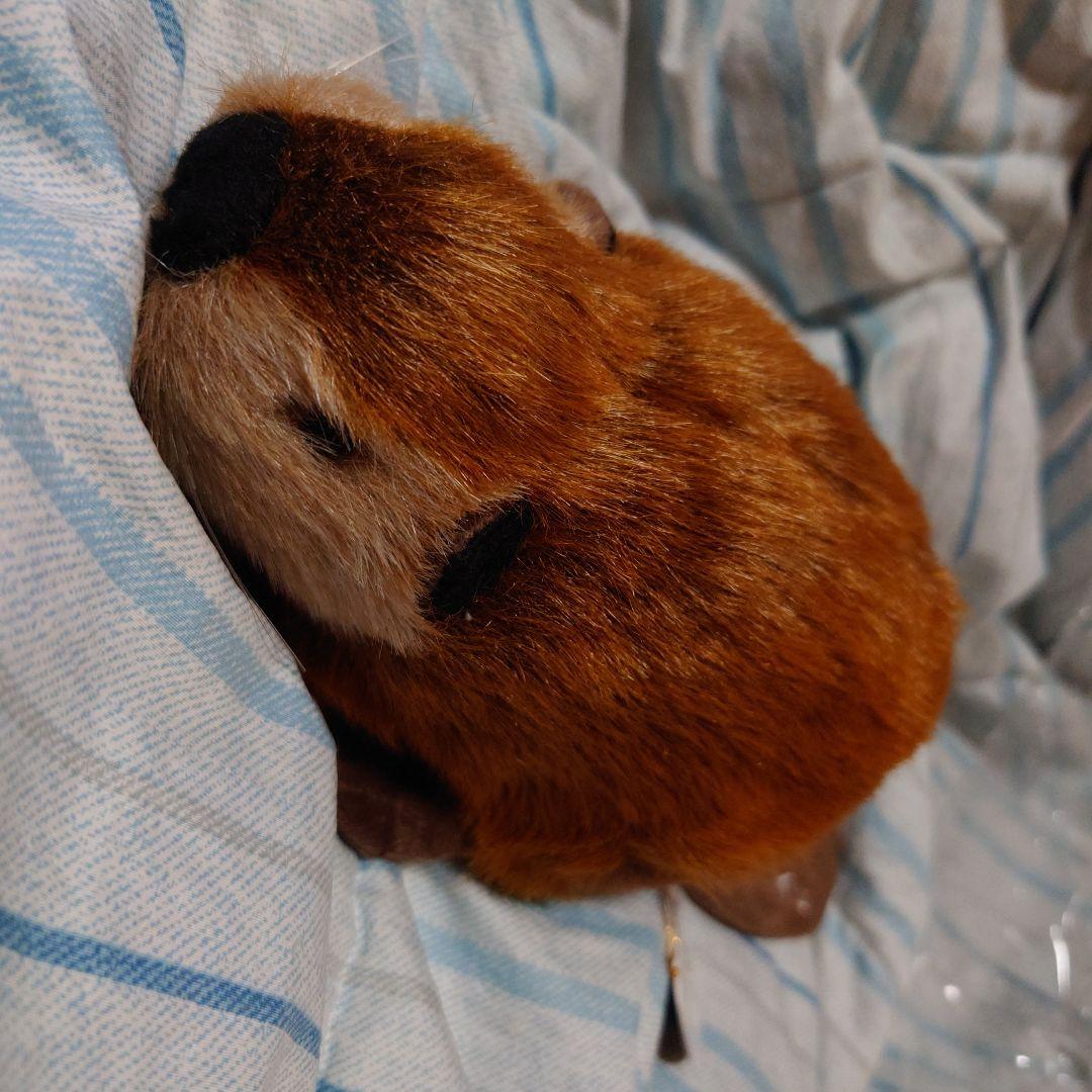super beaver ネイビー Amazon.co.jp: SUPER BEAVER カレッジスウェット ネイビー XL