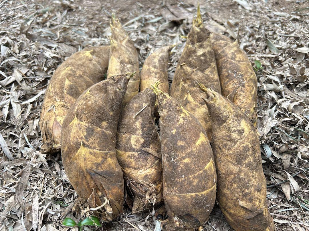 根付き筍 1kg （早掘り筍3キロ）